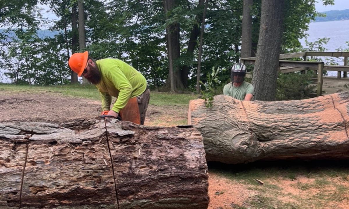 VT Tree Service worker bucking a felled trunk into logs on a lakeside Vermont property