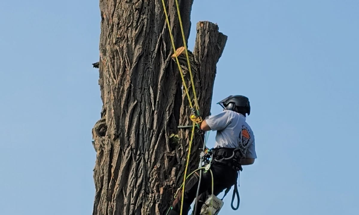 VT Tree Service arborist climbing a tall trunk on rope and harness at a Vermont property
