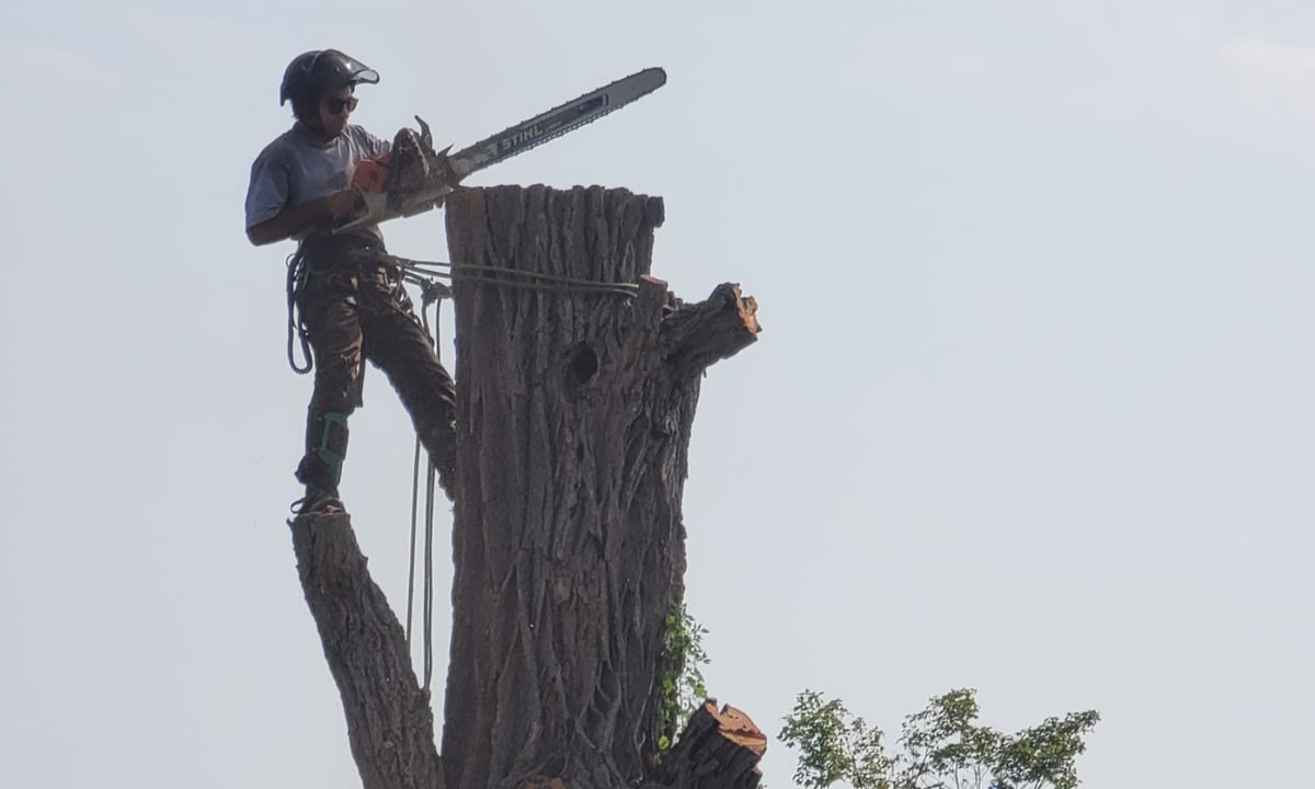 VT Tree Service climber roped in at the top of a trunk cutting a tree down section by section