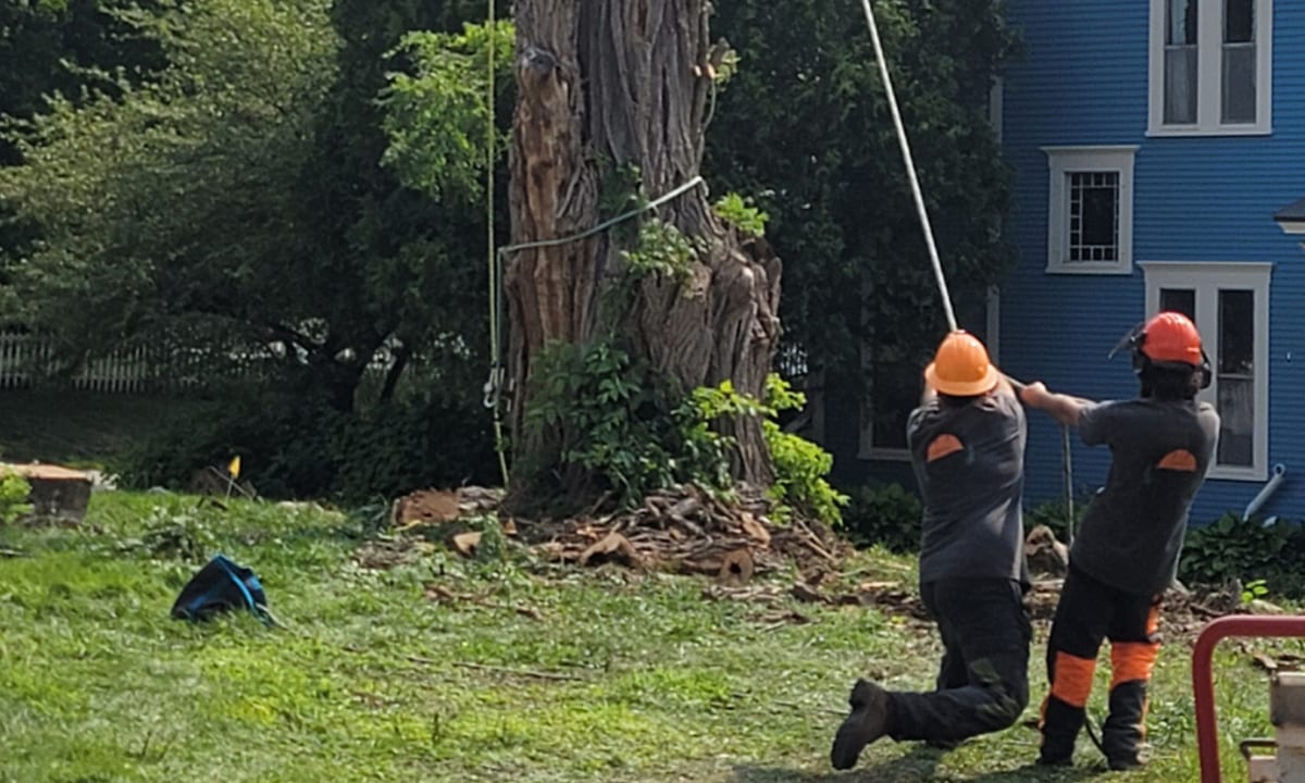 VT Tree Service crew rigging a rope line to fell a tree beside a house in Vermont